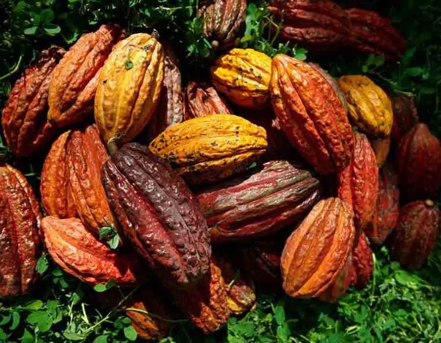 El cacao es su fuente del &eacute;xito