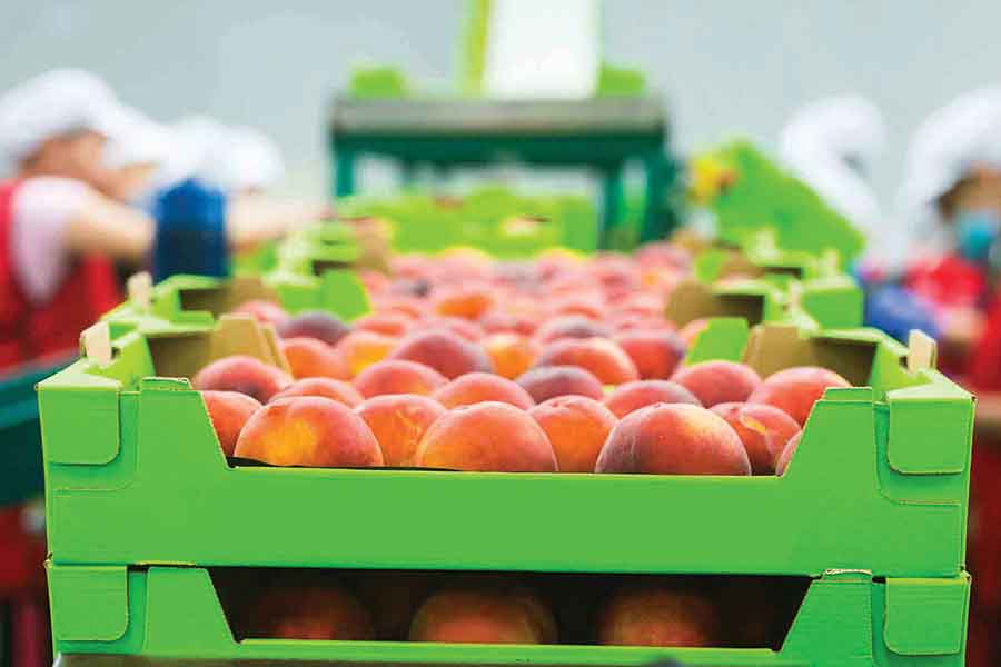 SAVEFRUIT nació con el propósito de disminuir el desperdicio de los alimentos