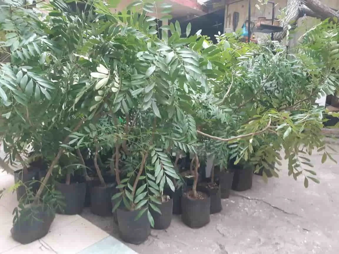 55 &aacute;rboles de pistache que se lograron recolectar para la forestaci&oacute;n.