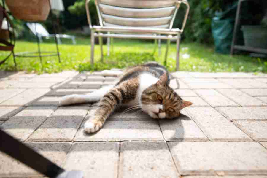 C&oacute;mo combatir la can&iacute;cula para mascotas