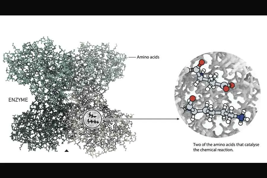 El m&eacute;todo de organocat&aacute;lisis fue premiado cn el Nobel de Qu&iacute;mica 2021