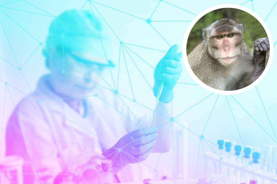 C&oacute;mo se contagia la viruela del mono