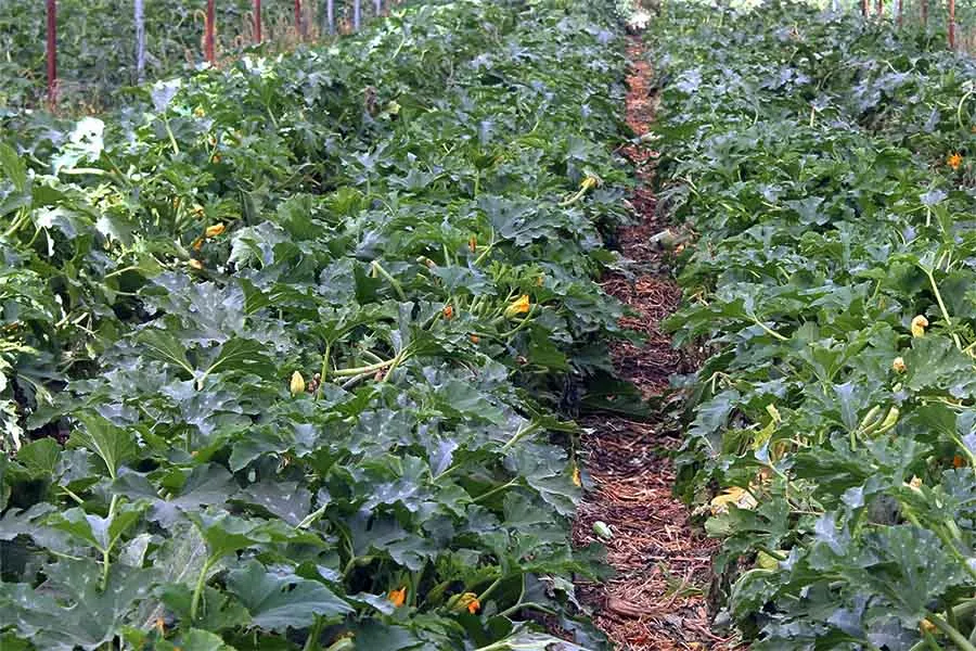 Cultivos de Agroin