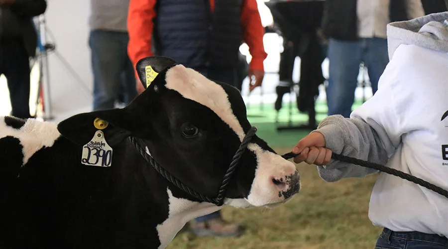 as&iacute; se vive la feria familiar en engalec