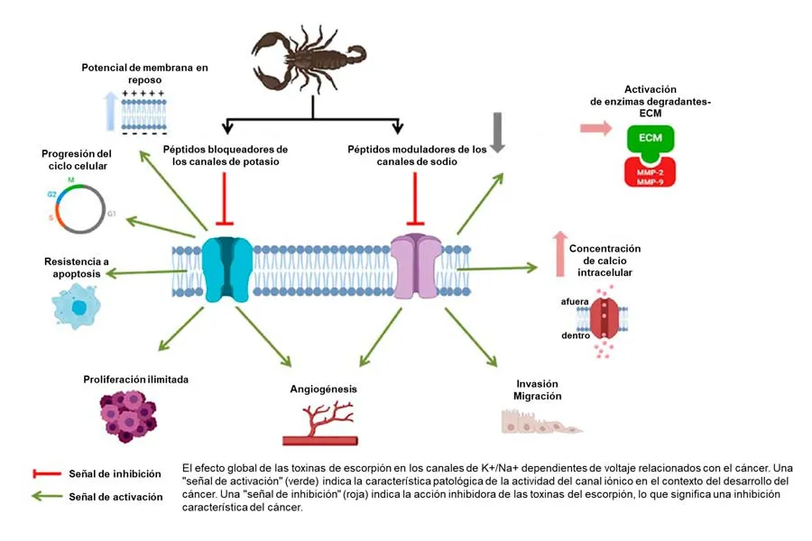 Escorpión azul, investigadores del Tec esrtudiarán esta molécula contra cáncer