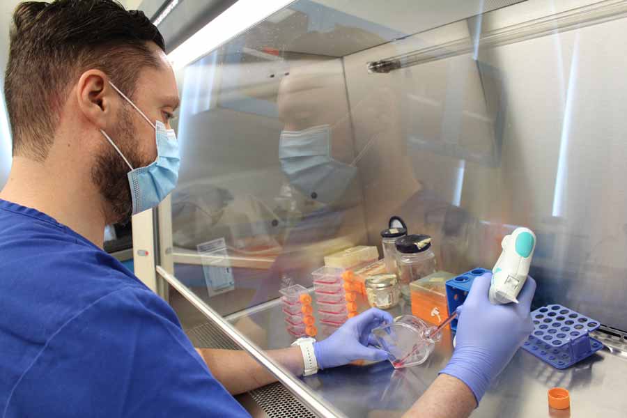 roceso de cultivo de células cardiacas para investigación de tratamientos contra enfermedades cardiovasculares