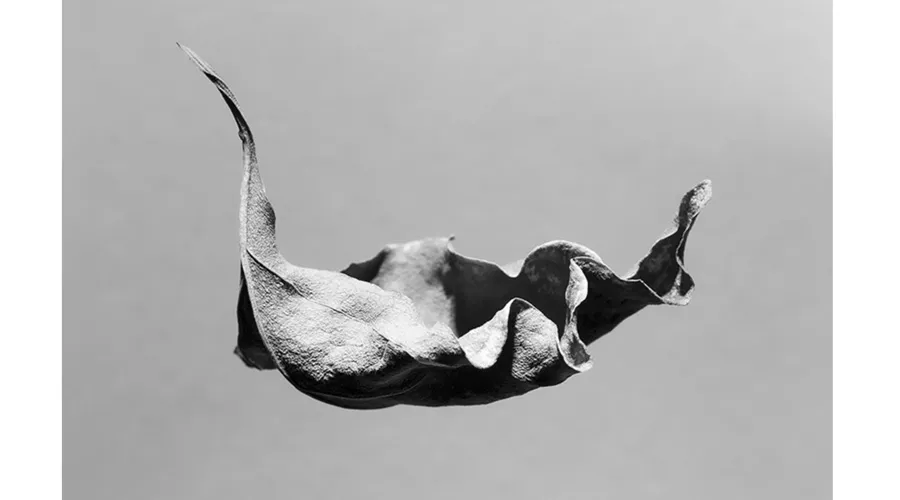 Profesora del Tec Campus Qro gana premio internacional de fotograf&iacute;a