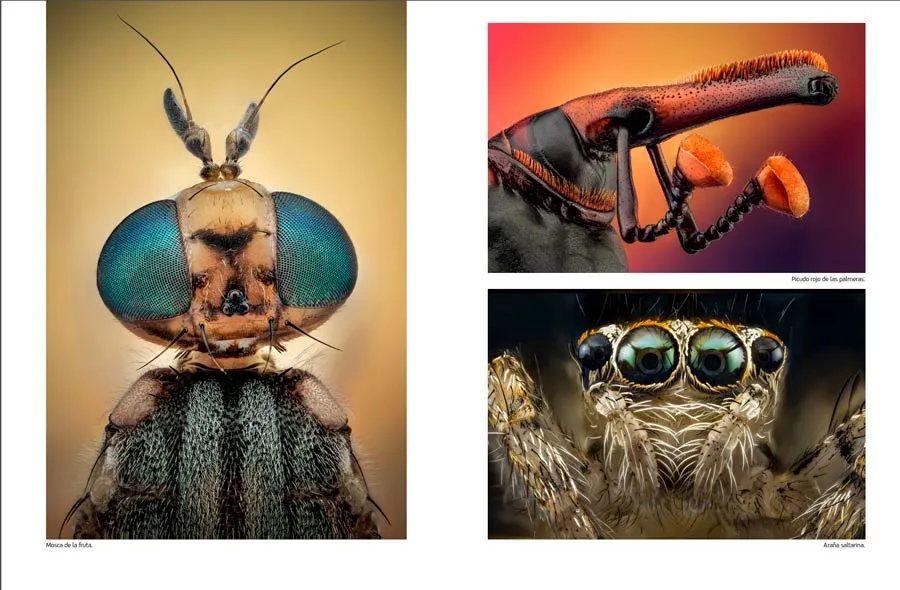 Insectos fotograf&iacute;a