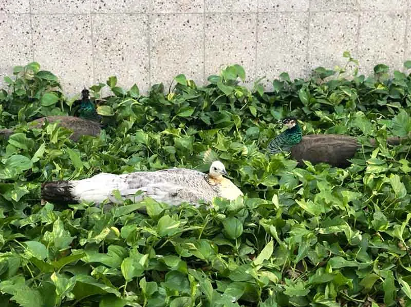 Contin&uacute;an los cuidados de animales en el Campus Monterrey