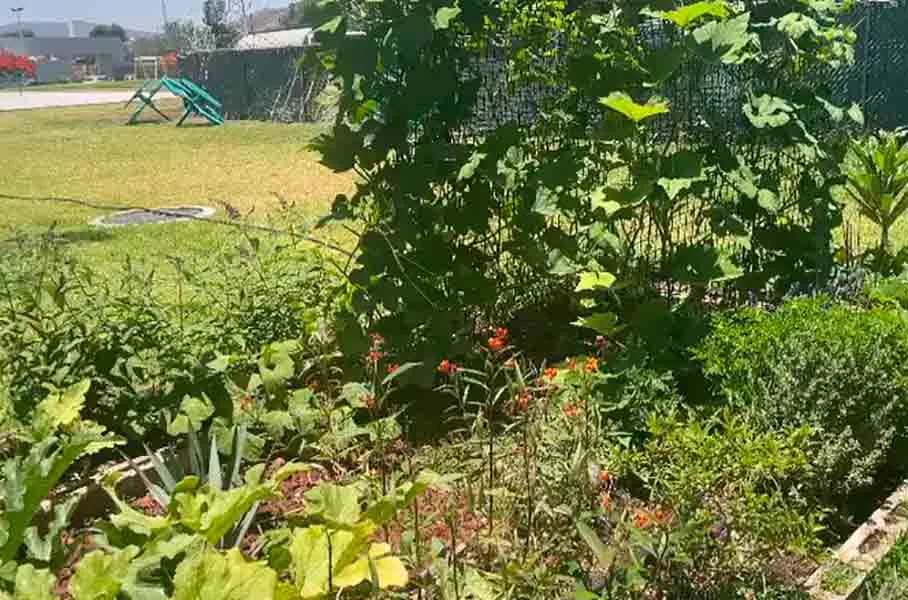 Jard&iacute;n bot&aacute;nico en PrepaTec Santa Anita. 