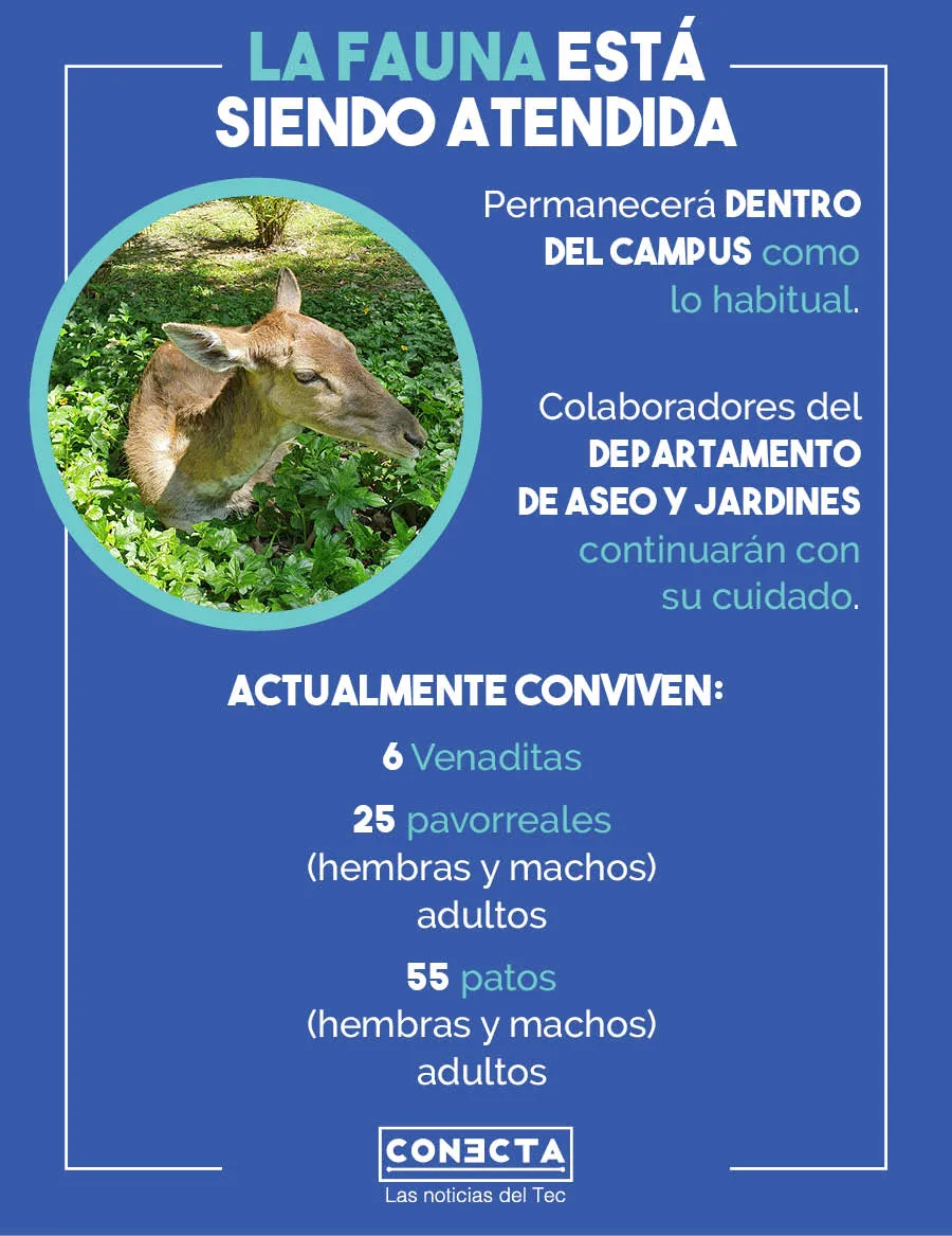 Infograf&iacute;a la fauna en el Tec sigue siendo atendida