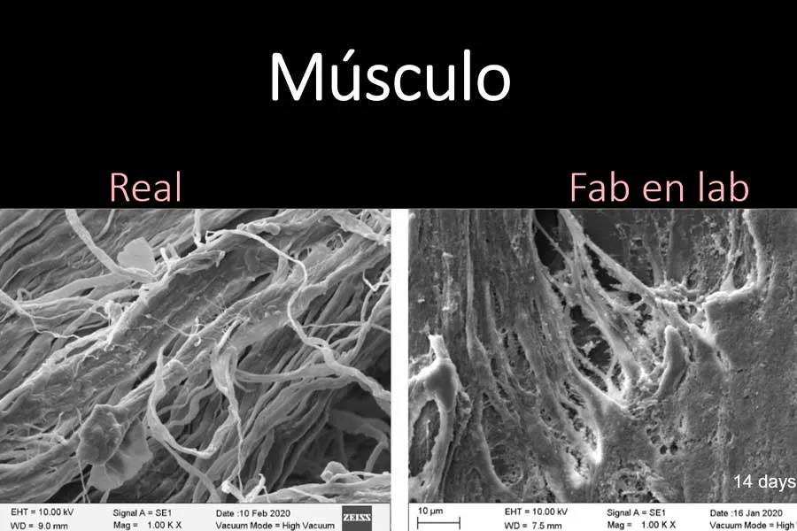 Los investigadores pudieron crear tejidos a partir del uso de nanopart&iacute;culas.
