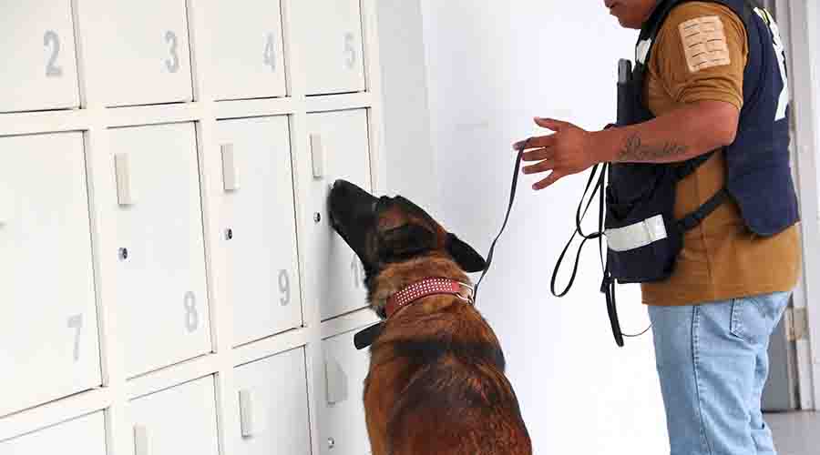 Sack perro guardi&aacute;n de la PrepaTec Quer&eacute;taro