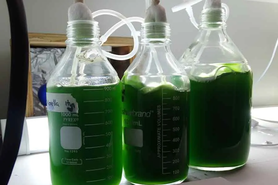 Microalgas con las que trabaja Itzel L&oacute;pez su proyecto de investigaci&oacute;n. 