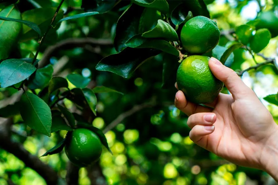 El aumento del precio del lim&oacute;n se ha visto afectado por diversos factores como la inflaci&oacute;n y la baja producci&oacute;n.