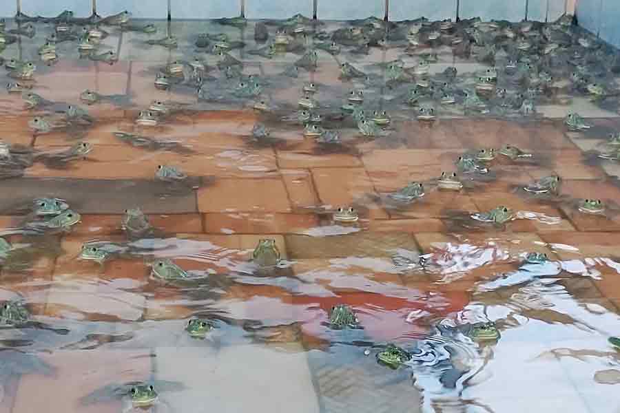 Producción y engorda de Rana Toro en granja ANCAGS