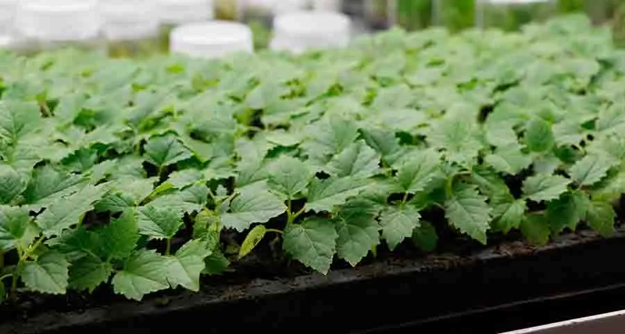 El  profesor Dr. Ashutosh Sharma del Tec Campus Quer&eacute;taro, trabaja en conjunto con Materra Forestal en el desarrollo y construcci&oacute;n del primer laboratorio sobre ruedas del pa&iacute;s.