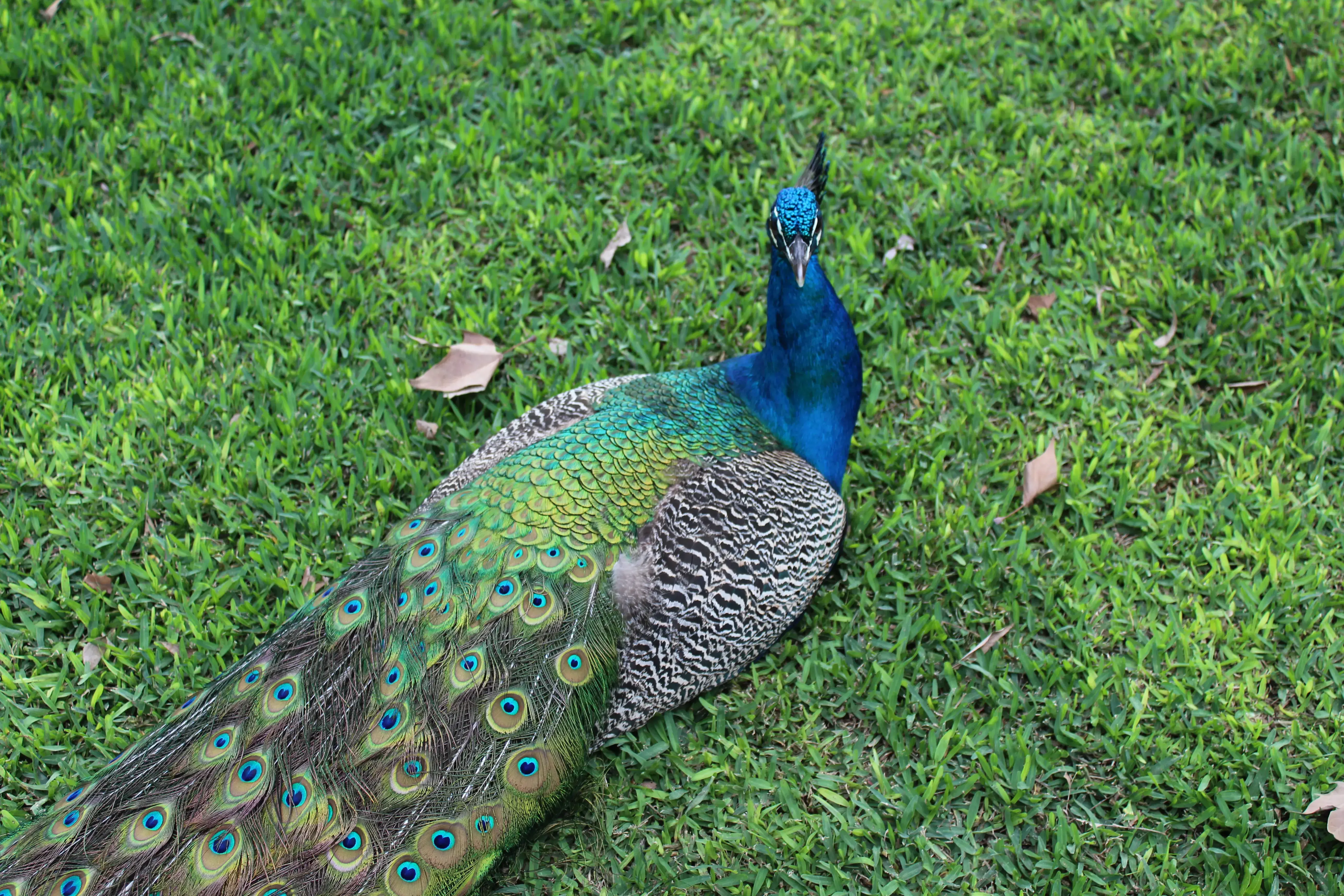 Pavorreal en el césped