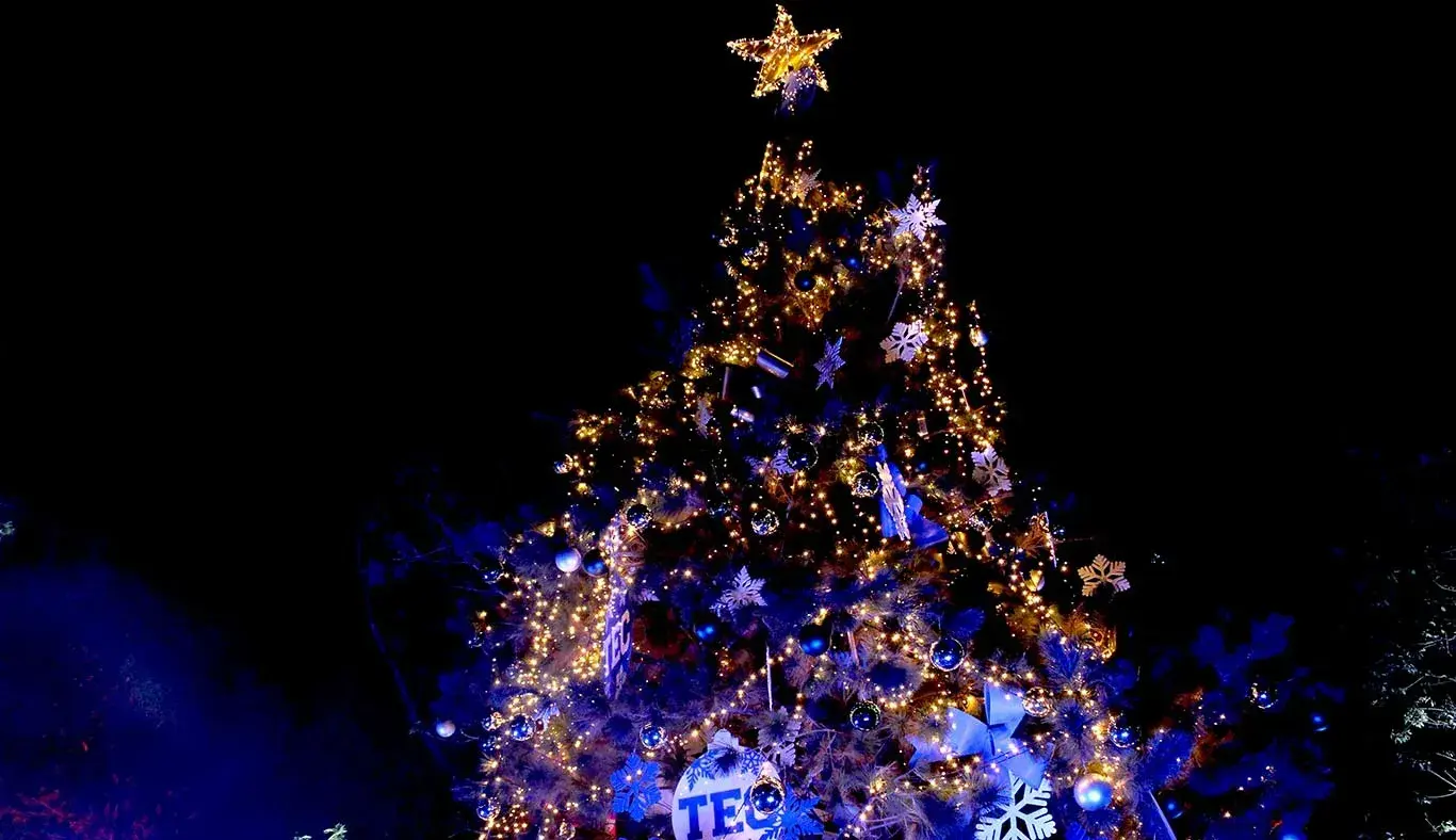 El árbol conserva sus raíces para mantenerlo hasta el siguiente año.