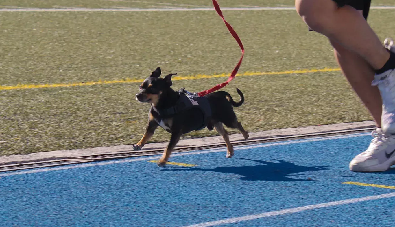Perro corriendo en la pista