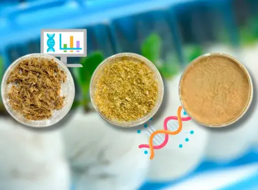 Va-Nano es un proyecto desarrollado por EXATEC del campus Querétaro que consiste en un biopolímero obtenido a partir de residuos de plátano.