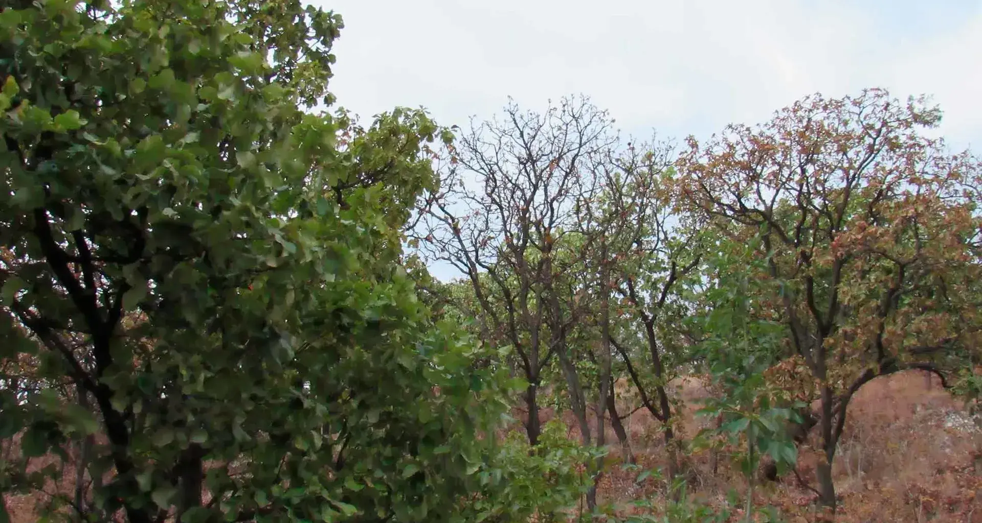 C+Lab del Tec realizó el diálogo sobre Bosque La Primavera.