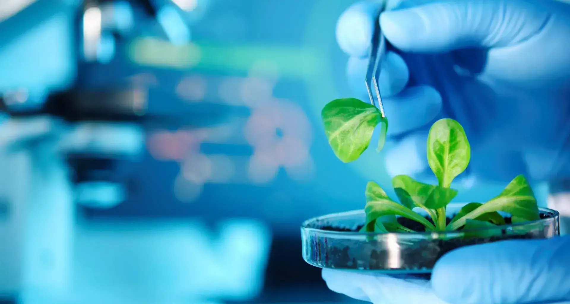 Researchers patent plant-based therapy for an eye anomaly