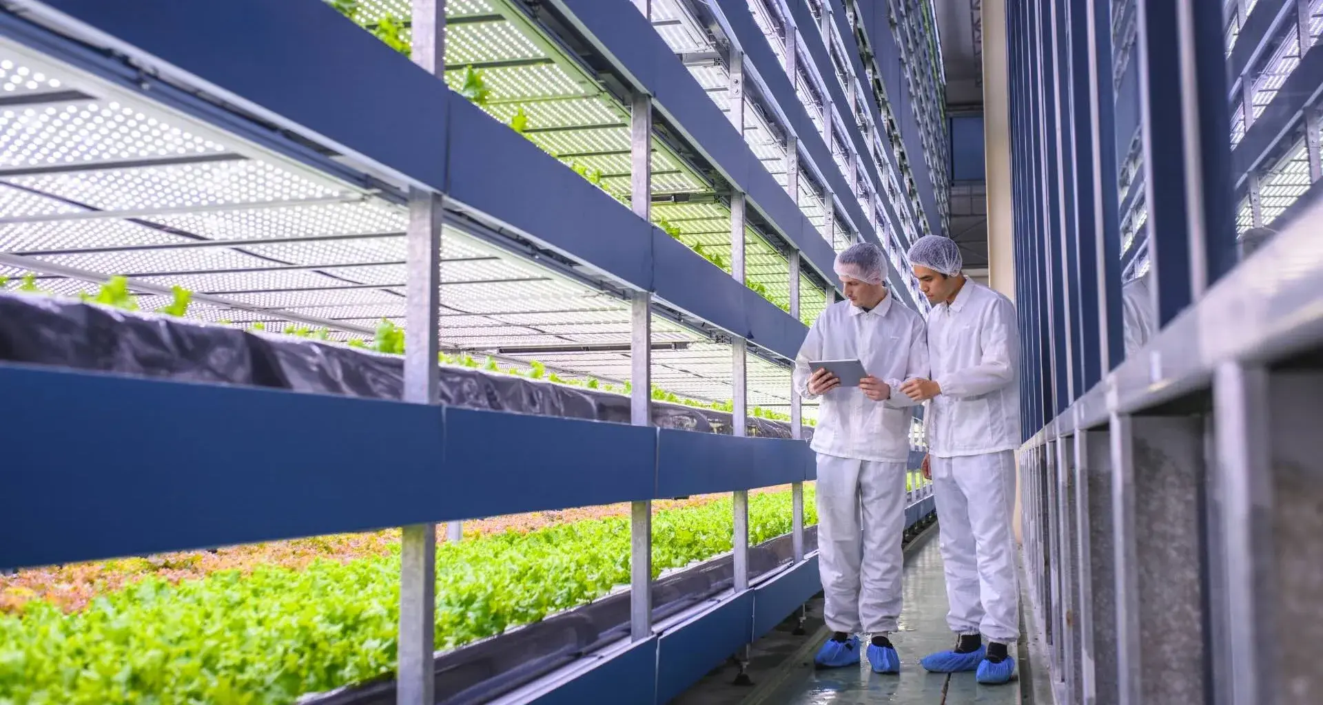 Tec Qro fosters innovation links between agriculture in Mexico and UK