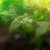 Desde la raíz semana de la tierra