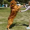 Legislación en contra del maltrato animal en México