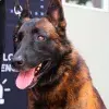 Sack perro guardián de la PrepaTec Querétaro