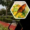 Parque Central, mariposas Monarca, Tec de Monterrey.