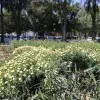 Refugio para polinizadores, reconocen al Tec Guadalajara por esta labor. 