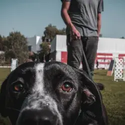 Tips para cuidar a tu perro, Tec CEM, 2023, Navidad