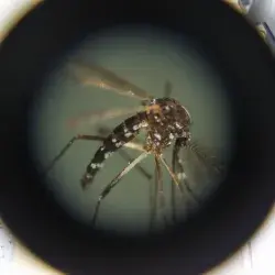 Dengue fever in Mexico: Transmission, symptoms, and prevention