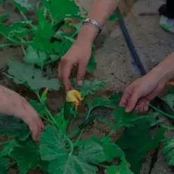 Manos trabajando en un huerto de calabazas.