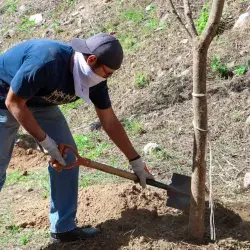 Miembro de la comunidad Tec campus León plantando un árbol.