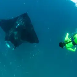 Tec researcher confirms new species of manta ray
