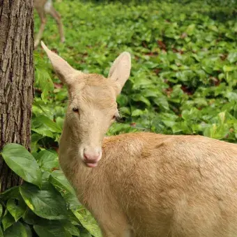 Venado