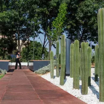 Al aire libre: alumnos tec estrenan espacio de convivencia en Tec CSF