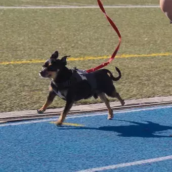 Perro corriendo en la pista