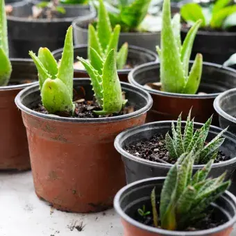Los participantes recibieron una planta por el material entregado.